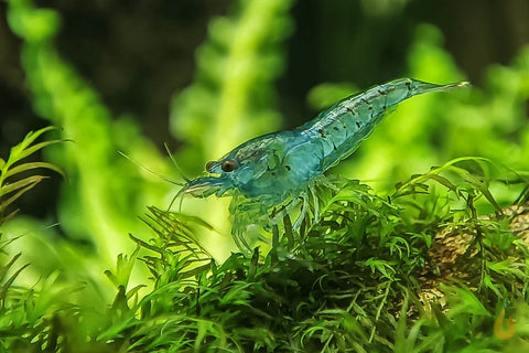 Super Blue Pearl Garnele | Neocaridina palmata "Blue Pearl"