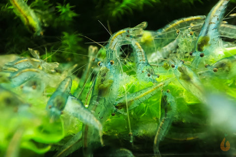 Blue Pearl Garnele | Neocaridina palmata "Blue Pearl"