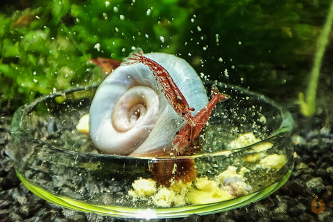 Red Fire / Red Cherry Garnele | Neocaridina davidi "Red Fire" auf einer blauen Posthornschnecke PHS