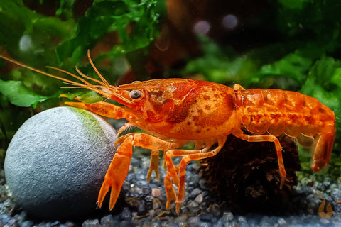 Oranger Zwergflusskrebs CPO | Cambarellus patzcuarensis orange auf einem Mineral Ball