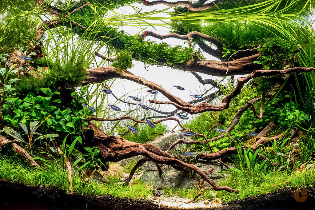 Quirlblättriges Perlenkraut | Micranthemum micranthemoides | Aquascape Aquarium