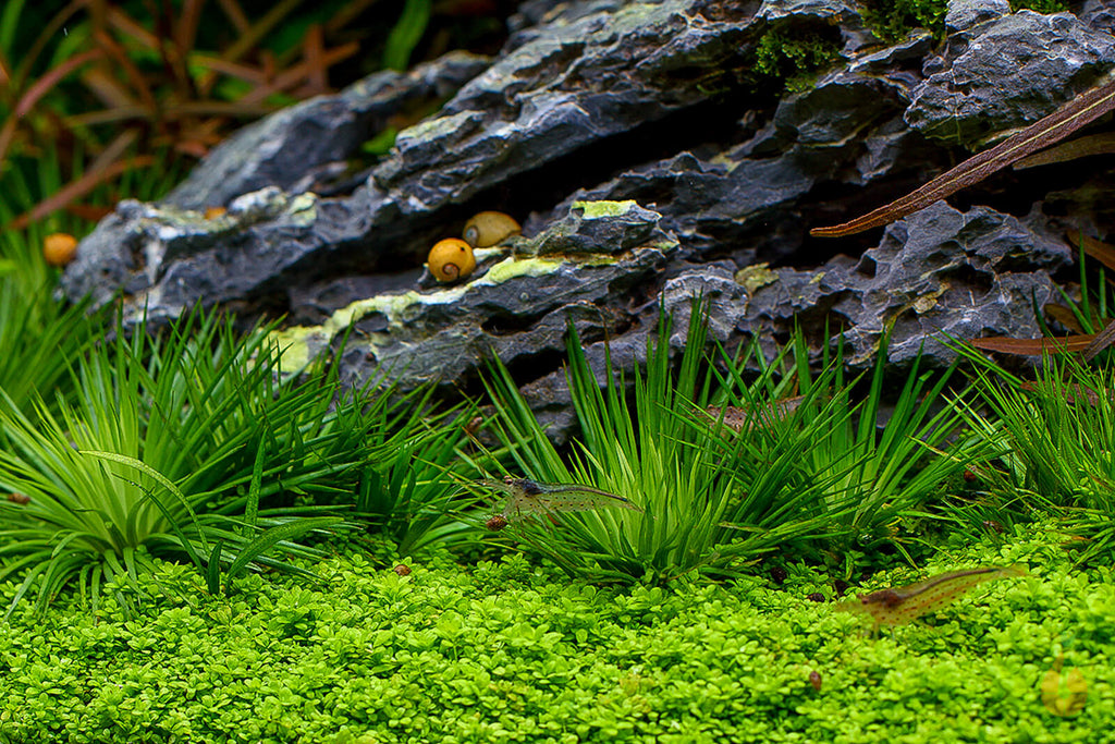 Eriocaulon Cinereum im Aquascaping Aquarium mit Amano Zwerggarnelen