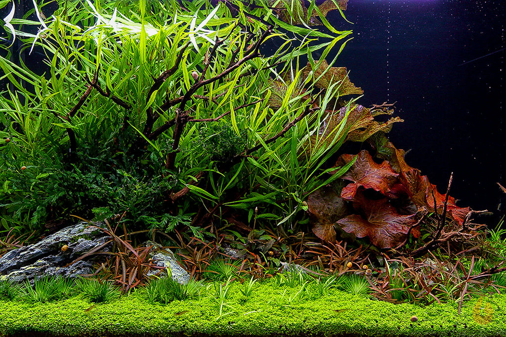 Eriocaulon Cinereum im Aquascaping Naturaquarium