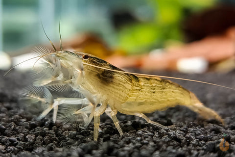 Molukkenfächergarnele | Fächergarnele | Atyopsis moluccensis