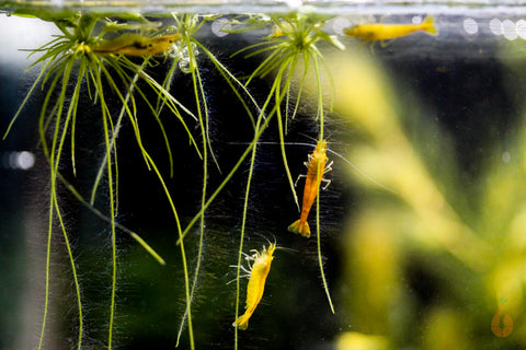 Südamerikanischer Froschbiss - Limnobium laevigatum | Schwimmpflanze mit Yellow Fire Garnelen zwischen den Bartwurzeln