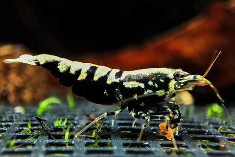 Schwarze Galaxy Fishbone Garnele | Skyfish Stamm | Caridina sp. im Nano Aquarium