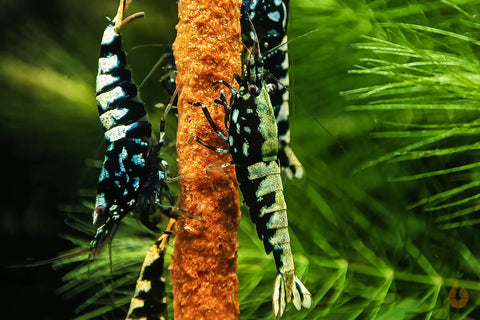 Schwarze Galaxy Fishbone Garnelen | Skyfish Stamm | Caridina sp. im Aquarium