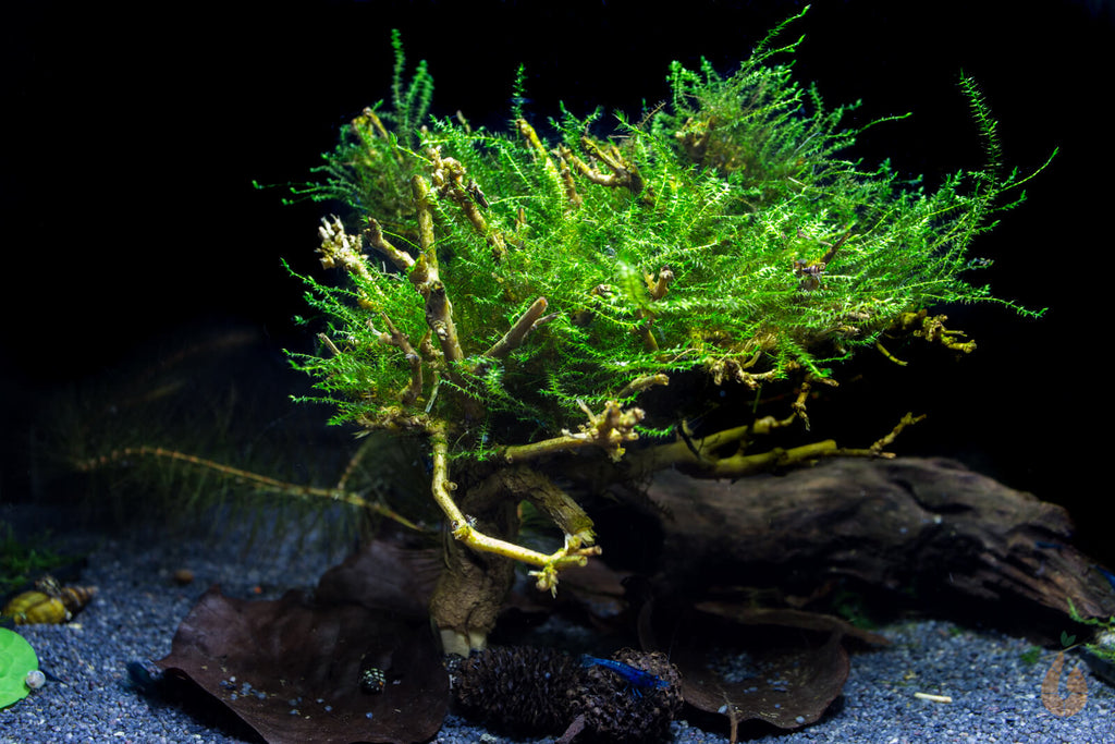 Trauerweidenmoos | Drepanocladus sp. Weeping - Rarität als Baum im Aquarium