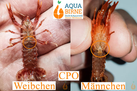Oranger Zwergflusskrebs CPO | Cambarellus patzcuarensis orange Geschlechtsunterschied Weibchen Männchen