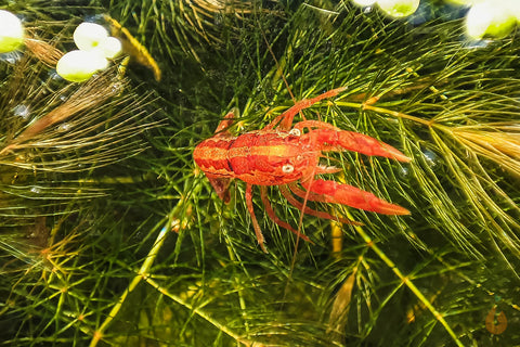 Raues Hornkraut / Hornblatt | Ceratophyllum demersum "Foxtail" mit CPO mini Krebs