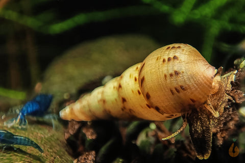 Indische / Malaiische Turmdeckelschnecke | TDS Indisch | Melanoides tuberculata im Aquarium