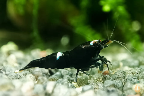 Schwarze King Kong Garnele | Taiwan Bee | Caridina sp. "Black King Kong"