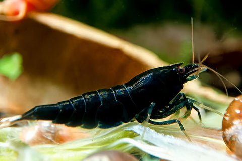 Schwarze King Kong Extreme Garnele | Caridina sp. "Black King Kong Full Black" im Aquarium