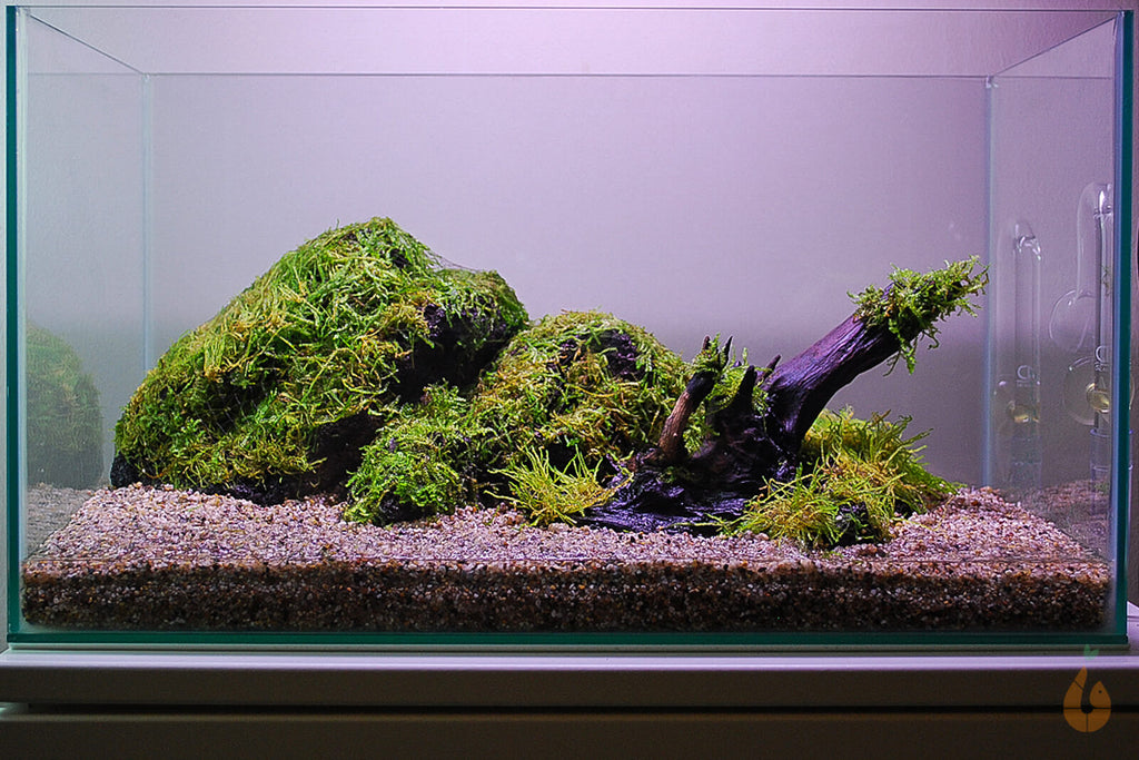 Flammenmoos | Taxiphyllum 'Flame Moss' | Aquariummoos im Aquascaping Aquarium