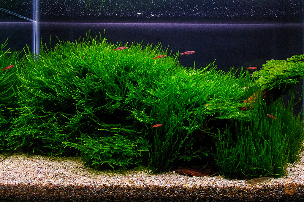 Javamoos | Taxiphyllum barbieri "Java Moos" | Aquariummoos Aquascaping Aquarium