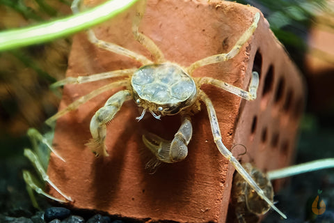 Mikrokrabbe / Microkrabbe | Lebt unter Wasser | Limnopilos naiyanetri im Aquarium