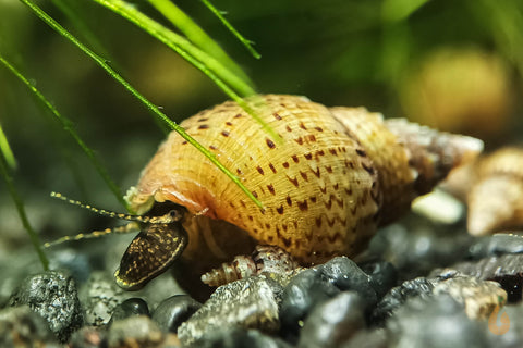 Noppen Turmdeckelschnecke | Nöppi TDS | Tarebia granifera Mama mit Baby Schnecke