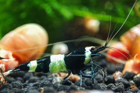 Schwarze Panda Garnele | Caridina sp. Taiwan Bee Black Panda