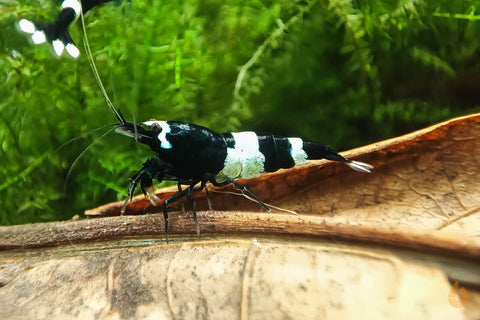 Schwarze Panda Garnele | Caridina sp. Taiwan Bee Black Panda