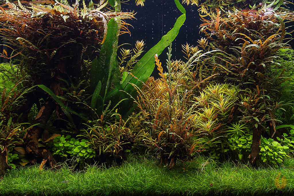 Fiederspaltiger Wasserfreund | Hygrophila pinnatifida | Aquariumpflanze