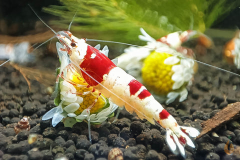 Red Bee PRL Bienengarnele | Caridina logemanni - Pure Red Line Bee auf einem Gänseblümchen