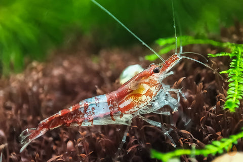 Rote Rili Sakura Garnele | Neocaridina davidi "Red Rili"