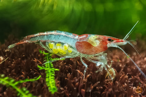 Rote Rili Sakura Garnele | Neocaridina davidi "Red Rili"