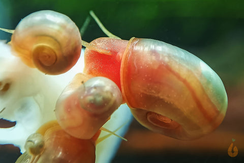 Rosa / Pinke Posthornschnecke | PHS Pink | Helisoma cf.anceps