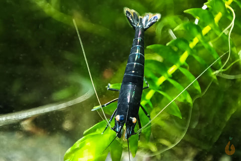 Royal Blue Tiger OE Garnele | Royalblaue Tigergarnele | Caridina Mariae