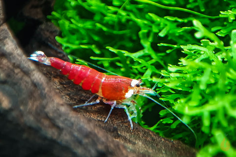 Super Crystal Red Santa Garnele | Rote Santas | Caridina logemanni - Red Santa im Aquarium