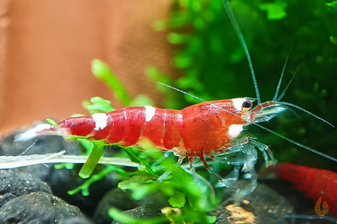 Super Crystal Red Garnele | SCR | Caridina logemanni