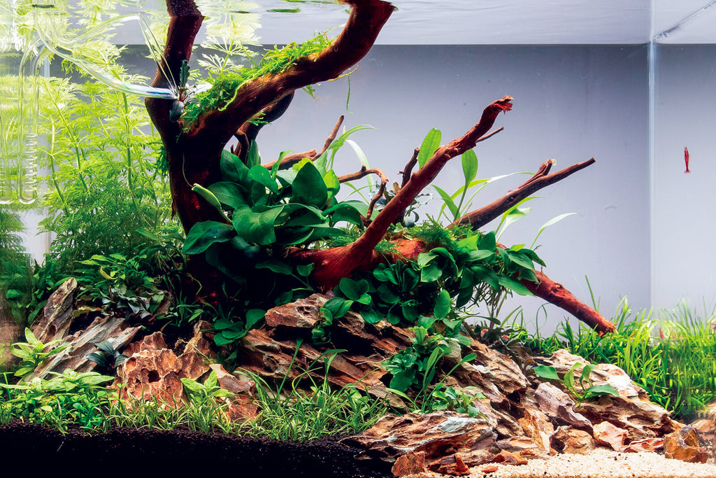 Zwergspeerblatt | Anubias barteri nana | Aquascaping