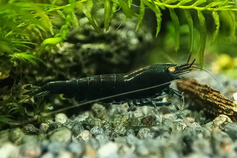 Schwarze Tigergarnele OE / Schwarze Tiger Garnele | Caridina Mariae "Black"