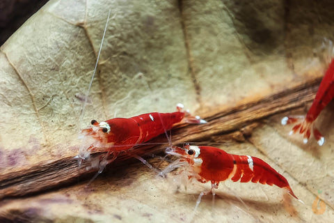 SCR mini Garnele auf einem Seemandelbaumblätter / Catappa Blätter für das Aquarium