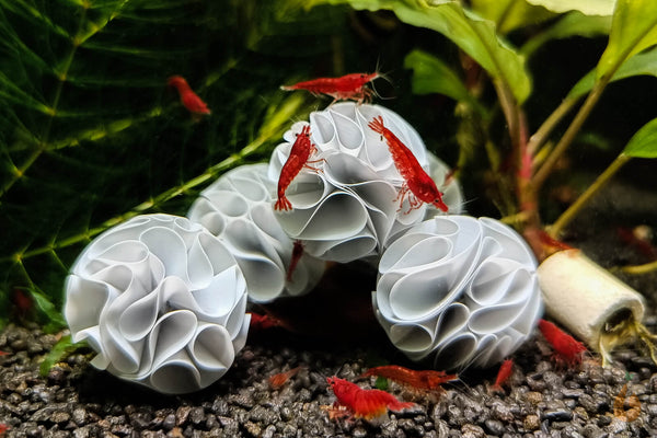 5er Set Baby Shrimp Shelter | Garnelen Unterschlupf mit Bloody Mary Garnelen im Aquarium