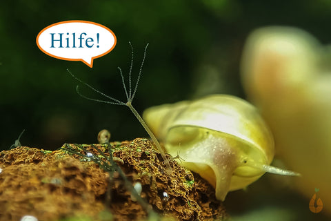 Spitzschlammschnecke - Yoda Schnecke | Lymnaea stagnalis frisst eine Hydra / Süßwasserpolyp