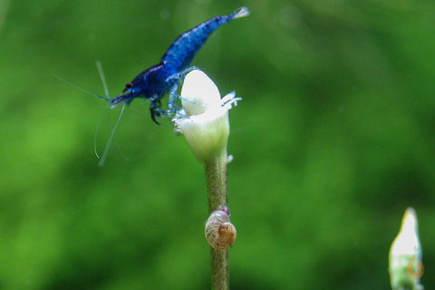 Mini Posthornschnecke / Tellerschnecke | Mini PHS | Gyraulus chinensis auf einer Bucephalandra Blüte