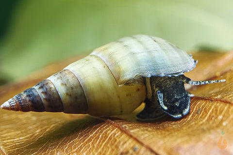 Venezolanische Turmdeckelschnecke | TDS | Melanoides sp. - Rarität