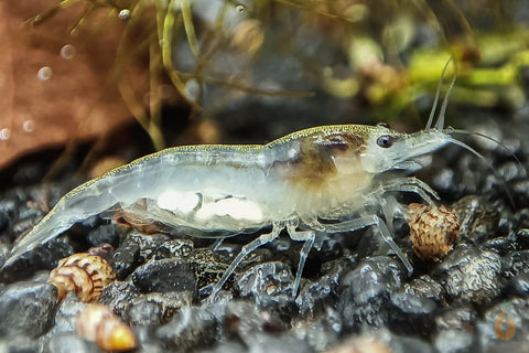 White Pearl Garnele / Weißperlengarnele | Neocaridina palmata "White Pearl" ein tragendes Weibchen mit Eier