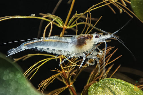 Batmanschnecke günstig online kaufen » Neritina auriculata Rote Sakura  Garnelen