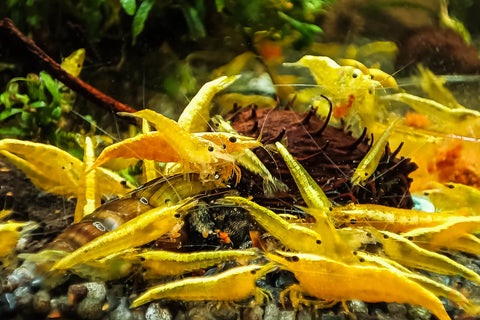 Yellow Fire Neon mini Garnelen | Neocaridina davidi "Yellow Neon"