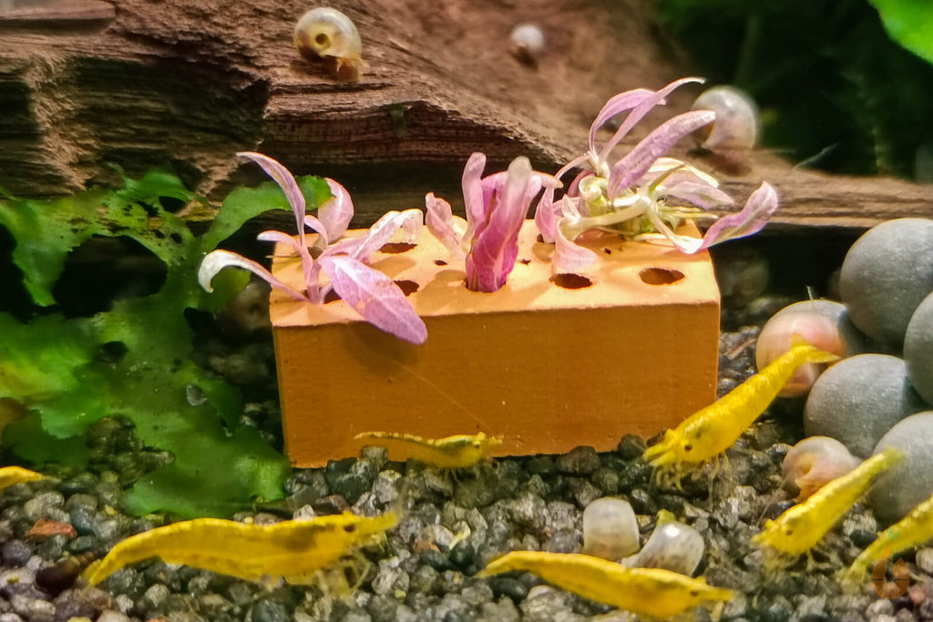 Hygrophila lancea 'Chai' | In Vitro Aquariumpflanze aufgebunden auf Garnelen mini Backstein im Aquarium