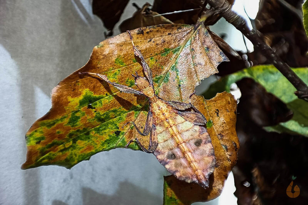 Wandelndes Blatt | "Phyllium tobeloense Galela" für das Terrarium