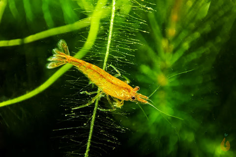 Orange Sakura Garnele | Neocaridina davidi im Aquascape