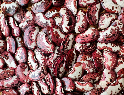 A collection of burgundy and white beans 