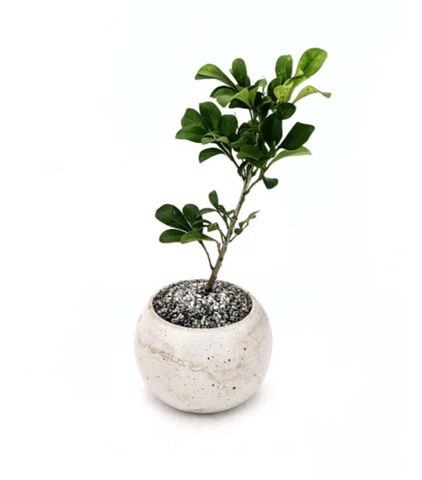 Dandy Farmer small indoor bonsai tree
