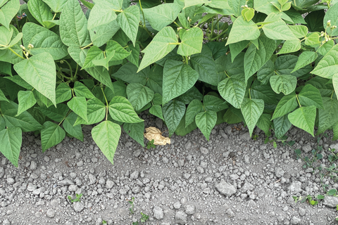 Dry farm bean fields in Northern California. Lush green bean bush plants are shown growing in chalky gray soil. 