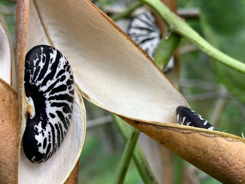 Exquisite bean seeds grown by Xandra Uribe of ByXan