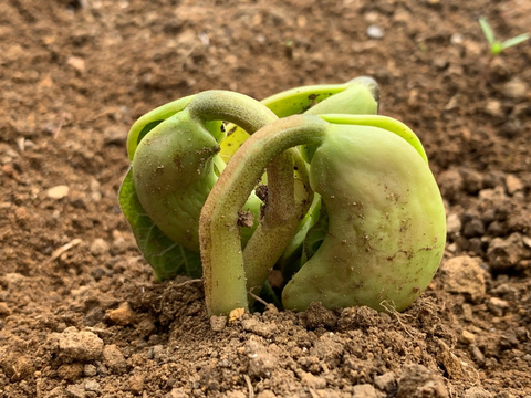 A bean plant growing in soil