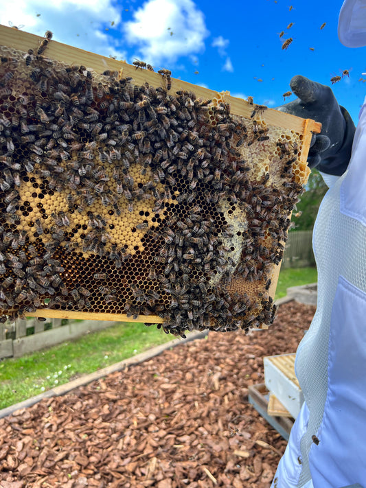 Honeycomb – Salcombe Bee Company